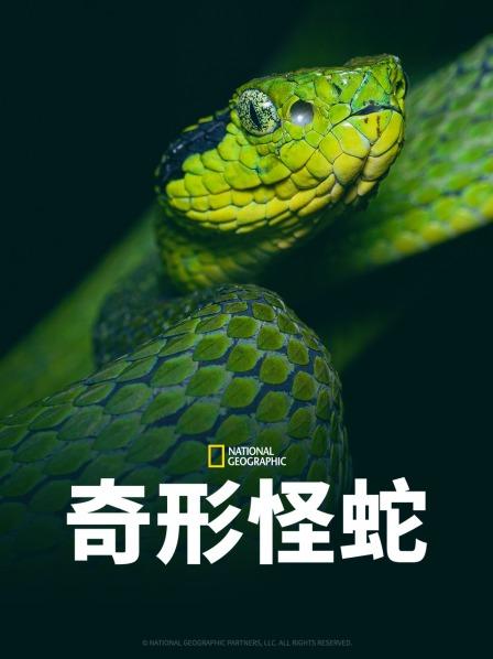 不良研究所《奇形怪蛇》免费在线观看